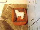 Bijou