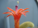 Winterocereus aureispinus