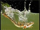 LIZARD