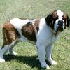 saint-bernard-001