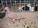 10263a figurita 0
