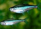 Paracheirodon%20simulans
