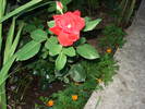 DSC09475