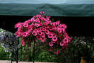 Petunia hybrida