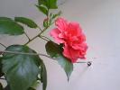 hibiscus cyclam