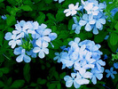 blue flowers