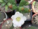 Opuntia salmiana - floare