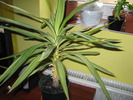 dracena