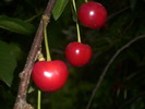 DSCI0756