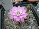 Gymnocalycium damsii v. rotundulum - 26.08