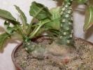 Dorstenia foetida - caudex