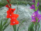 DSC00544