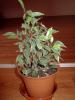 Puiut ficus 6