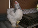 SANY1063