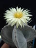 Astrophytum myriostigma