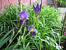 X-IMG_0096