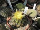 Copiapoa humilis - floare