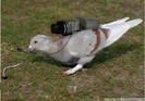 normal_pigeon_interview