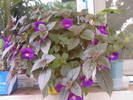 achimenes Purple King