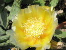 Opuntia floare - 07.06