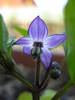 Black Chili Pepper Flower (2009, Jun.16)