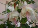 aug 2008 023