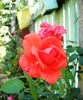 Picture 012-1