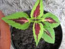 coleus