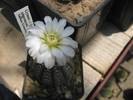 Gymnocalycium ragonesei