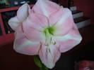 amaryllis 2009