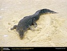 salt-water-crocodile