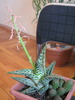 IMG_6784 Aloe variegata