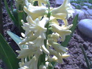 Imag008