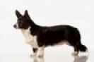 t_Cardigan_Welsh_Corgi