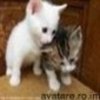 animale__avatare-cu-pisicute-48_jpg_85_cw85_ch85
