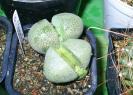 Pleiospilos nelli