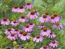 Purple Coneflowers
