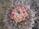 Melocactus