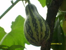 DSCI0436