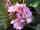 bergenia 5