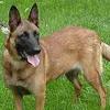 ciobanesc-belgian-malinois-001