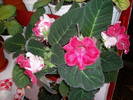 Gloxinie roz pintenata