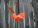 gladiola