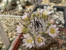 mammillaria_perezdelarosae_1