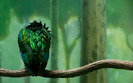 1819_birdonabranch_1440x900