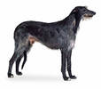 scottish_deerhound