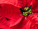 Christmas Wallpapers (587)
