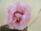 Gloxinia roz involt picatele 1