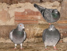 poze porumbei andrei 063