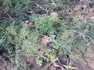 DSC00642